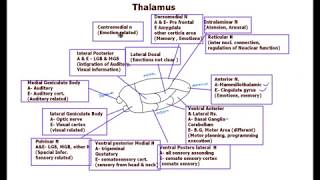 Thalamus  Nuclei functions [upl. by Javler65]