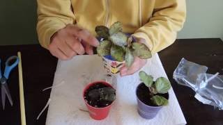 Planting Episcia Cuttings [upl. by Theta]