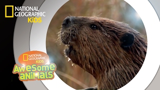 American Beaver  Awesome Animals [upl. by Nahshun141]