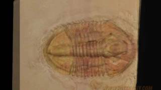 trilobite large asaphiscus wheeleri fossil preparation [upl. by Casaleggio]