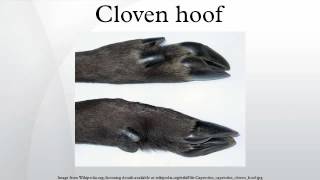 Cloven hoof [upl. by Aiciram753]