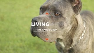 ALL ABOUT LIVING WITH CANE CORSO [upl. by Oskar]