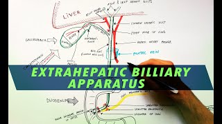 Extrahepatic Biliary Apparatus  Cystohepatic Triangle  Anatomy Tutorial [upl. by Verlee277]