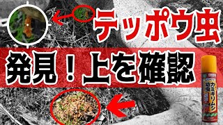 カミキリ虫（テッポウ虫）駆除について いちじくVlog 19 2021 [upl. by Tebasile]