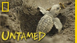 Surviving Sea Turtles  Untamed [upl. by Grussing]