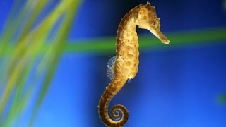 Seahorses [upl. by Ati546]