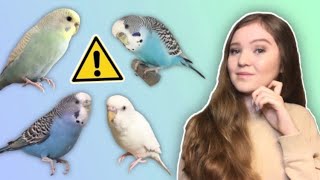 What You Need to Know Before Getting a Budgie THE TRUTH About Budgies as Pets [upl. by Emerej]