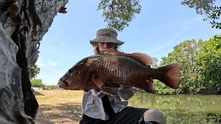 Land based Mangrove Jack Fishing Cairns [upl. by Mcconnell]