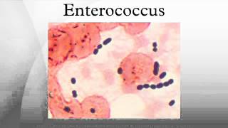 Enterococcus [upl. by Tellford]