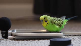 Budgie Bird With 35 Word Vocabulary Clear Audio [upl. by Nnyleitak35]