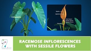 RACEMOSE INFLORESCENCES WITH SESSILE FLOWERS [upl. by Ettenot269]