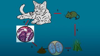 ¿Qué es la toxoplasmosis [upl. by Amikan]