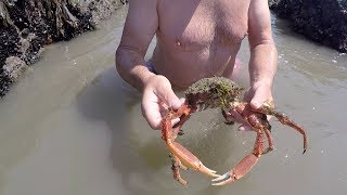 Extreme low tide foraging with Craig Evans [upl. by Nalla86]