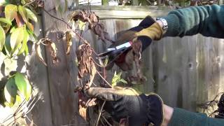 HOW TO PRUNE CLEMATIS [upl. by Asiar]