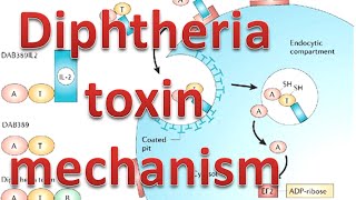 Diphtheria toxin mechanism [upl. by Melosa216]