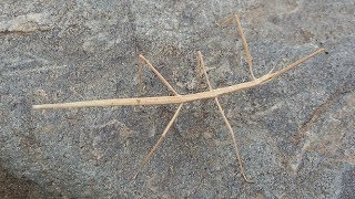 Walking Stick insect  Real Stick Man  Phasmatodea [upl. by Barrie]