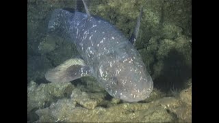 Coelacanth Discovery South Africa [upl. by Anairdna]