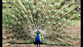 Pavão abrindo o Leque câmera Lenta Pavão indiano Peacock Peafawl [upl. by Noyahs128]