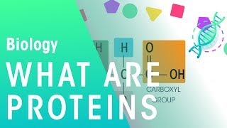 What Are Proteins  Cells  Biology  FuseSchool [upl. by Keelin635]