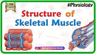 Structure of a skeletal muscle  Muscle Physiology Animations  USMLE videos [upl. by Bois]