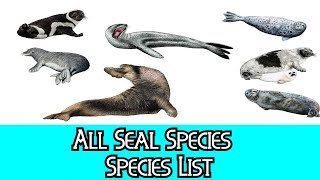 All Seal Species  Species List [upl. by Leidgam]