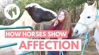 How Horses Show Affection to Humans [upl. by Alrzc207]