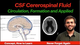 CSF Circulation  Physiology  Formation Properties Hydrocephalus CNS Physiology  Neuroanatomy [upl. by Mindy]