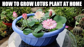 How To Grow Lotus Plant  FULL INFORMATION [upl. by Nylqcaj]