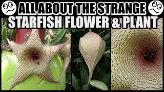 SPECTACULAR STARFISH BLOOMS FACTS amp CARE  Stapelia gigantea The Starfish Plant [upl. by Enytsirhc]