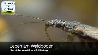 Live on the forest floor Soil biology Leben am Waldboden 44 [upl. by Gewirtz]