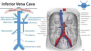 Inferior Vena Cava  M1 Duodenum Pancreas and Abdominal Aorta [upl. by Andromache448]