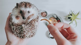 What SHOULD You Be Feeding Your Hedgehog [upl. by Beau]