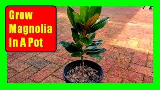 How To Grow Magnolia Trees In Pots Magnolia Care Tips [upl. by Enneillij]