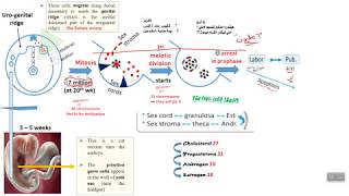 Physiology 1 the cycle [upl. by Carlina]