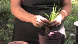 How to Plant Freesias [upl. by Eirrot]