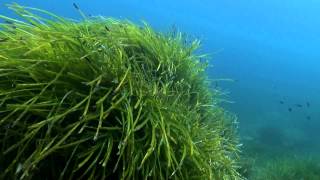 Posidonia Oceanica [upl. by Rammus]