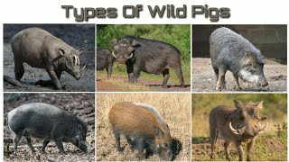 Types Of Wild Pigs [upl. by Hubbard]