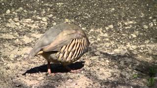 Chukar Partridge [upl. by Ebonee]