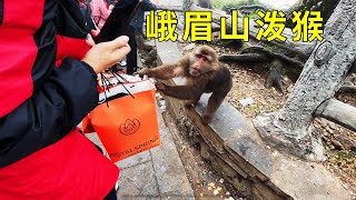 峨眉山猴子打劫女游客，冒险用超声波驱狗器驱猴，会发生什么呢？ [upl. by Kidd848]