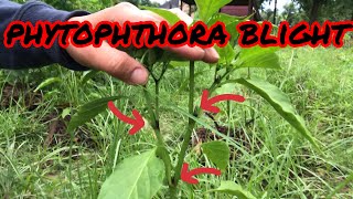 My bell peppers have phytophthora blight [upl. by Ming661]