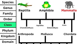 Phylogeny and the Tree of Life [upl. by Aniakudo]