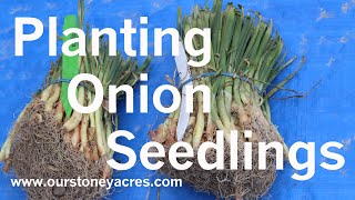 Gardening Tips Starting Onions from Seedlings Ep 3 [upl. by Stanislaw910]