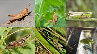 Various Grasshopper Sound Effects [upl. by Kippy]