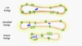 Protein secretion from cell [upl. by Eisserc]