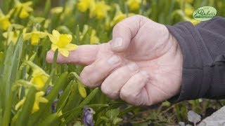 How to Plant Narcissi TeteaTete Spring Garden Guide [upl. by Yorick758]