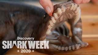 Examining a Rare Frilled Shark  Shark Week [upl. by Queen]