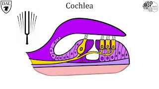 Tricky Topics Auditory Transduction [upl. by Einnahpets]