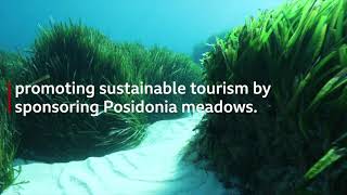 Posidonia vs Singularity [upl. by Itnaihc]