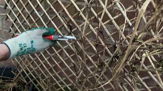 Pruning a late flowering clematis [upl. by Allesor201]