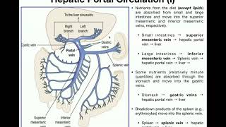 Anatomy  Hepatic Portal Circulation EXPLAINED [upl. by Ramad424]